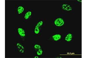 Immunofluorescence (IF) image for anti-GA Binding Protein Transcription Factor, alpha Subunit 60kDa (GABPA) (AA 1-454) antibody (ABIN560978)