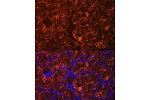 Immunofluorescence analysis of Rat kidney using MIOX Rabbit pAb (ABIN7268729) at dilution of 1:100. (MIOX 抗体  (AA 1-285))