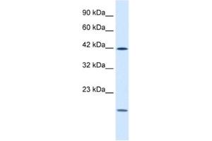 Western Blotting (WB) image for anti-Upstream Transcription Factor 1 (USF1) antibody (ABIN2460950) (USF1 抗体)