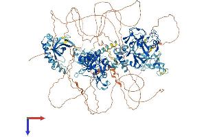 WHSC1 Protein (AA 1-1365) (His tag)