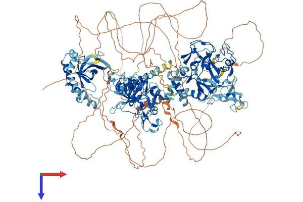 WHSC1 Protein (AA 1-1365) (His tag)