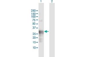 Western Blot analysis of CTSG expression in transfected 293T cell line by CTSG MaxPab polyclonal antibody. (Cathepsin G 抗体  (AA 1-255))