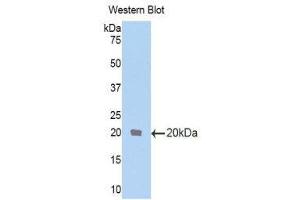 Western Blotting (WB) image for anti-Transformer 2 beta Homolog (TRA2B) (AA 64-204) antibody (ABIN1860854) (TRA2B 抗体  (AA 64-204))