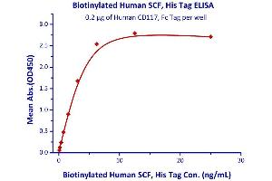 Image no. 2 for KIT Ligand (KITLG) (AA 26-190) (Active) protein (His tag,AVI tag,Biotin) (ABIN4949036)