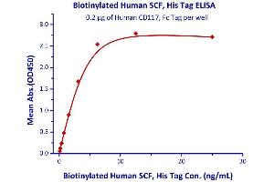 Measured by its binding ability in a functional ELISA. (KIT Ligand Protein (KITLG) (AA 26-190) (His tag,AVI tag,Biotin))