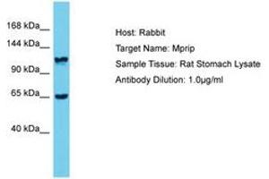 Image no. 1 for anti-Myosin Phosphatase rho Interacting Protein (MPRIP) (AA 771-820) antibody (ABIN6750397) (MPRIP 抗体  (AA 771-820))