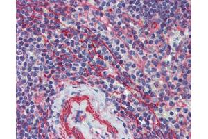 Anti-MCTP1 antibody IHC staining of human spleen. (MCTP1 抗体  (Middle Region))