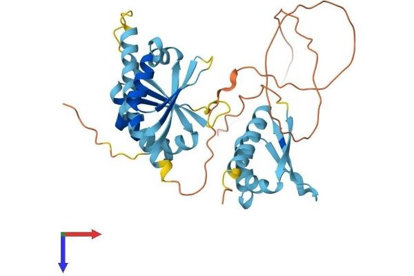 PCBP1 Protein (AA 1-356) (His tag)