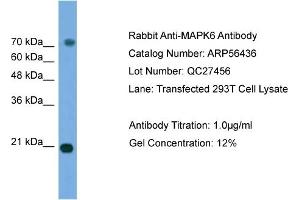 WB Suggested Anti-MAPK6  Antibody Titration: 0. (MAPK6 抗体  (Middle Region))