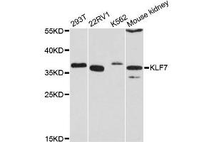 Western blot analysis of extracts of various cell lines, using KLF7 antibody (ABIN5996552) at 1:3000 dilution. (KLF7 抗体)