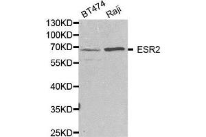 Western blot analysis of extracts of various cell lines, using ESR2 antibody. (ESR2 抗体  (AA 1-280))