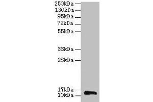 Western blot All Lane: RPL36AL antibody at 2 μg/mL + 293T whole cell lysate Secondary Goat polyclonal to rabbit IgG at 1/15000 dilution Predicted band size: 13 kDa Observed band size: 13 kDa (RPL36AL 抗体  (AA 1-106))