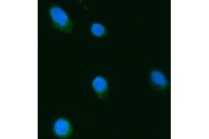 IF analysis of Septin 3/SEPTIN3 using anti-Septin 3/SEPTIN3 antibody (ABIN7599288).