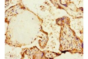 Immunohistochemistry of paraffin-embedded human placenta tissue using ABIN7169067 at dilution of 1:100 (MARK1 抗体  (AA 560-700))