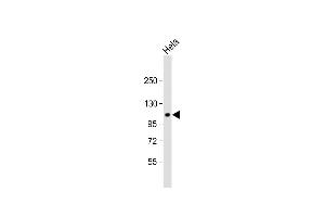 Anti-GP Antibody (C-term) at 1:1000 dilution + Hela whole cell lysate Lysates/proteins at 20 μg per lane. (G Protein-Coupled Receptor 115 抗体  (C-Term))
