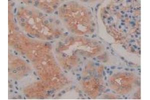 IHC-P analysis of Human Kidney Tissue, with DAB staining. (ENPEP 抗体  (AA 718-948))