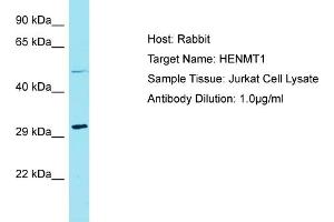 Host: Rabbit Target Name: HENMT1 Sample Tissue: Human Jurkat Whole Cell Antibody Dilution: 1ug/ml (HENMT1 抗体  (N-Term))