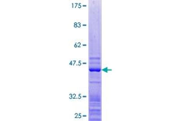 RPL27 Protein (AA 1-136) (GST tag)