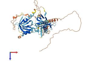 Protein Structure (PS) image for Amyloid beta (A4) Precursor Protein-Binding, Family B, Member 3 (APBB3) (AA 1-486) protein (His tag) (ABIN7552225)