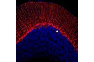 Expression of KV1. (KCNA3 抗体  (Extracellular))