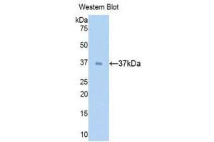 Western Blotting (WB) image for anti-Surfactant Protein D (SFTPD) (AA 21-375) antibody (ABIN1174133) (SFTPD 抗体  (AA 21-375))