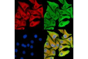 ABIN7095397 and ABIN7099454 staining Hela cells by IF/ICC.