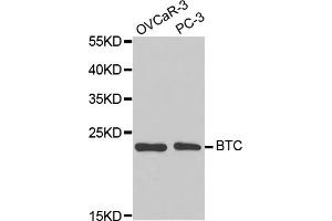 Western blot analysis of extracts of various cell lines, using BTC antibody (ABIN5971411) at 1/1000 dilution. (Betacellulin 抗体)