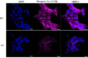 Immunocytochemical staining of Hela cells using PA2G4 antibody (ABIN7799917), 1:1,000), Top panel: wild-type (WT), Bottom panal: PA2G4 shRNA knockdown (KD). (Recombinant PA2G4 抗体)