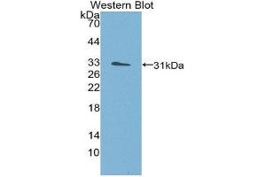 Western Blotting (WB) image for anti-Structure Specific Recognition Protein 1 (SSRP1) (AA 6-246) antibody (ABIN1980509) (SSRP1 抗体  (AA 6-246))