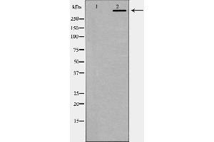 Western blot analysis of DNA PK expression in K562 cells. (PRKDC 抗体  (C-Term))