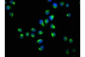 Immunofluorescence (IF) image for anti-14-3-3 theta (YWHAQ) (AA 1-245) antibody (ABIN7142103)