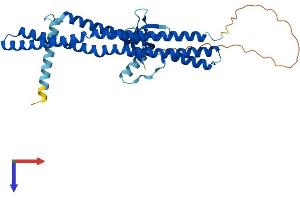 SH3GLB1 Protein (AA 1-365) (His tag)