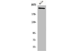 Western Blot analysis of HeLa cells using FN1 Polyclonal Antibody (Fibronectin 1 抗体  (C-Term))