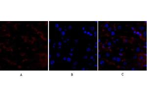 Immunofluorescence analysis of mouse liver tissue. (p53 抗体)