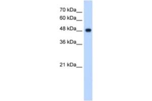 Western Blotting (WB) image for anti-NADH Dehydrogenase (Ubiquinone) Flavoprotein 1, 51kDa (NDUFV1) antibody (ABIN2463171) (NDUFV1 抗体)