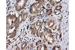 Immunohistochemical staining of paraffin-embedded Kidney tissue using anti-CISD1 mouse monoclonal antibody. (CISD1 抗体)