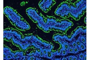 IF analysis of Villi using anti-Villi antibody (ABIN3042343) Villi was detected in paraffin-embedded section of rat intestine tissues.
