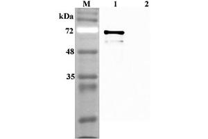 Western blot analysis using anti-Sirtuin 1 (human), pAb  at 1:4'000 dilution. (SIRT1 抗体)