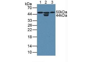 Figure. (CDK18 抗体  (AA 144-425))
