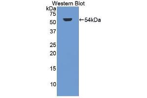 Western Blotting (WB) image for anti-Glycogen Synthase Kinase 3 alpha (GSK3a) (AA 115-409) antibody (ABIN1859082) (GSK3 alpha 抗体  (AA 115-409))