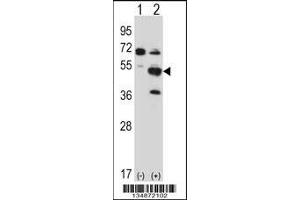 Western blot analysis of Pxk using rabbit polyclonal Mouse Pxk Antibody using 293 cell lysates (2 ug/lane) either nontransfected (Lane 1) or transiently transfected (Lane 2) with the Pxk gene. (PXK 抗体  (AA 164-193))