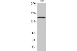 Western Blotting (WB) image for anti-rho Guanine Nucleotide Exchange Factor (GEF) 10 (ARHGEF10) (Internal Region) antibody (ABIN3173874) (ARHGEF10 抗体  (Internal Region))