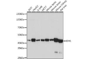 Western blot analysis of extracts of various cell lines, using IDH1 Rabbit mAb (ABIN7268027) at 1:1000 dilution. (IDH1 抗体)