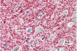 ABIN185363 (5µg/ml) staining of paraffin embedded Human Cortex. (MOG 抗体  (C-Term))