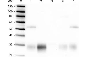 Western Blot of Anti-Rabbit IgG F(ab')2 (GOAT) Antibody . (山羊 anti-兔 IgG (F(ab')2 Region) Antibody (Alkaline Phosphatase (AP)) - Preadsorbed)