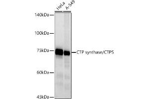 Western blot analysis of extracts of various cell lines, using CTP synthase/CTPS antibody (ABIN7266536) at 1:500 dilution. (CTP Synthase 抗体)