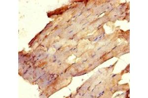 Immunohistochemistry of paraffin-embedded human skeletal muscle tissue using ABIN7175081 at dilution of 1:100 (USF1 抗体  (AA 3-310))