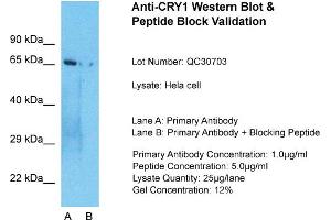 Host: Rabbit  Target Name: CRY1  Sample Tissue: Hela Whole cell  Lane A:  Primary Antibody Lane B:  Primary Antibody + Blocking Peptide Primary Antibody Concentration: 1 µg/mL Peptide Concentration: 5 µg/mL Lysate Quantity: 41 µg/laneGel Concentration:. (CRY1 抗体  (N-Term))