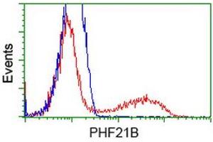 HEK293T cells transfected with either RC204284 overexpress plasmid (Red) or empty vector control plasmid (Blue) were immunostained by anti-PHF21B antibody (ABIN2454697), and then analyzed by flow cytometry. (PHF21B 抗体)