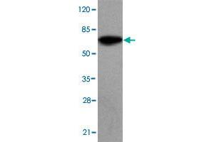 Western blot analysis of SMYD4 monoclonal antibody  at 1 : 2000 dilution interacts with recombinant SMYD4 protein with a GST tag. (SMYD4 抗体  (C-Term))